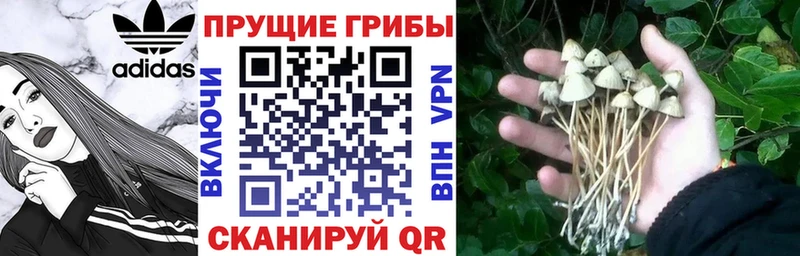Купить где  Мелеуз  Псилоцибиновые грибы прущие грибы 